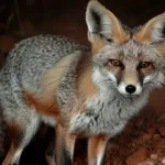 Imagem da Raposa Afegã, nome científico de Vulpes Cana