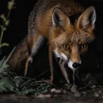 Imagem de uma raposa na noite com seus hábitos noturnos