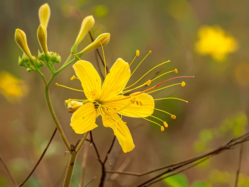 Foto de um ipê amarelo