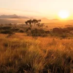 Foto panorâmica do cerrado