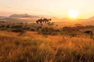 Foto panorâmica do cerrado