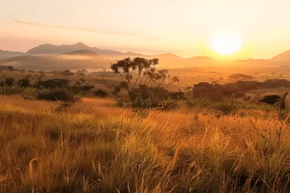 Foto panorâmica do cerrado