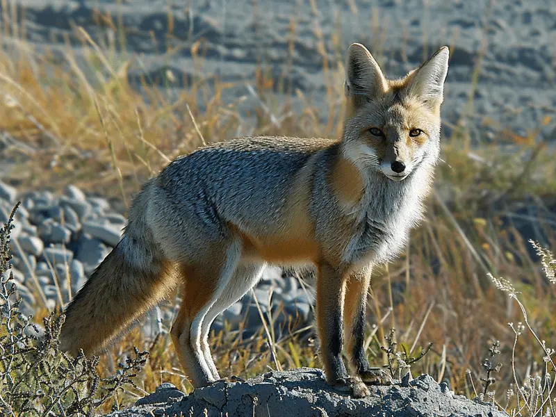 Foto de uma raposa argentina em seu habitat natural