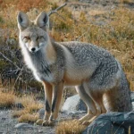 Foto de frente da Raposa Cinzenta Argentina