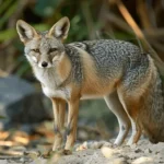 Raposa do Deserto Peruana em seu habitat natural