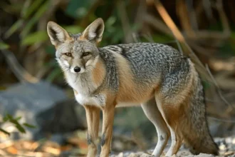 Raposa do Deserto Peruana em seu habitat natural