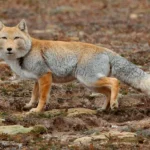Imagem de uma Raposa do Himalaia