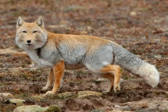 Imagem de uma Raposa do Himalaia