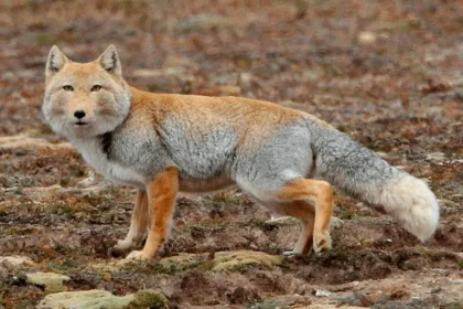 Imagem de uma Raposa do Himalaia