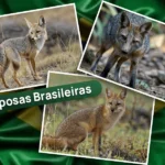 Colagem com as três raposas brasileiras, que são a Raposa do Campo, Graxaim do Mato e Graxaim do campo, com a bandeira do brasil atrás