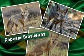 Colagem com as três raposas brasileiras, que são a Raposa do Campo, Graxaim do Mato e Graxaim do campo, com a bandeira do brasil atrás