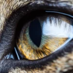 Close Up em um olho de felino com tapetum lucidum