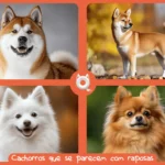 Colagem de cachorros que se parecem com raposas