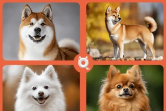 Colagem de cachorros que se parecem com raposas